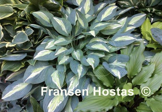 Hosta Erotica