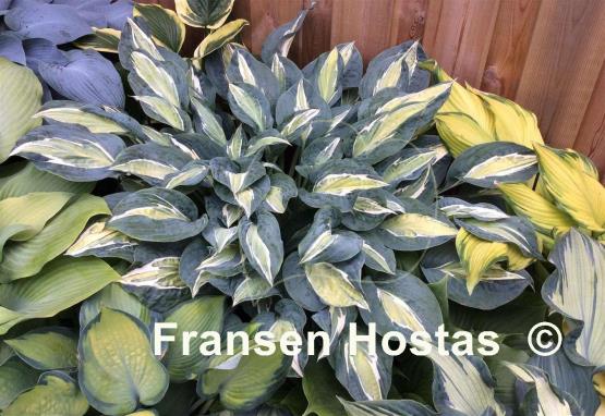 Hosta Erotica