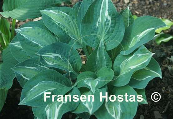 Hosta Erotica