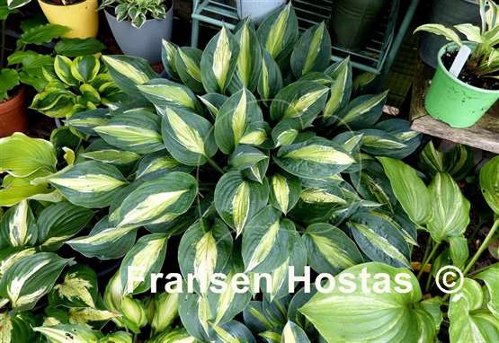 Hosta Erotica