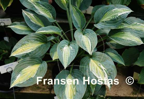 Hosta Erotica