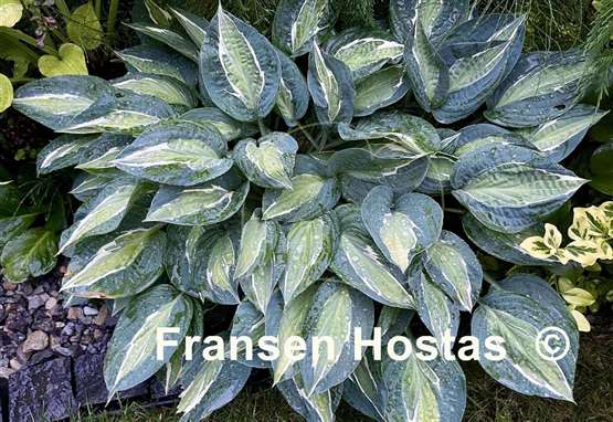 Hosta Erotica