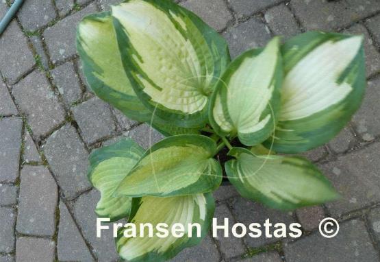 Hosta Eskimo Pie