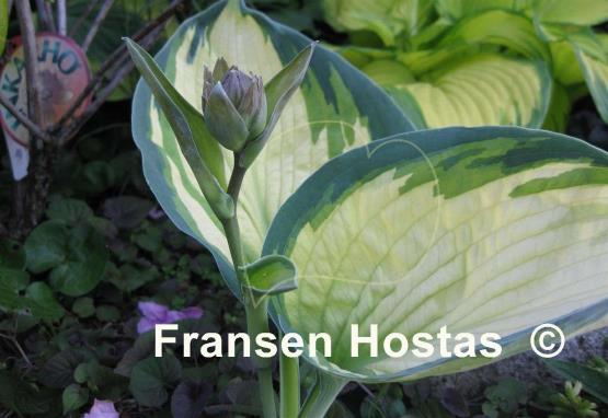 Hosta Eskimo Pie