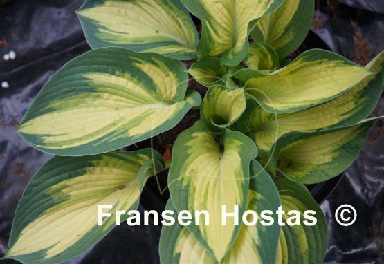 Hosta Eskimo Pie