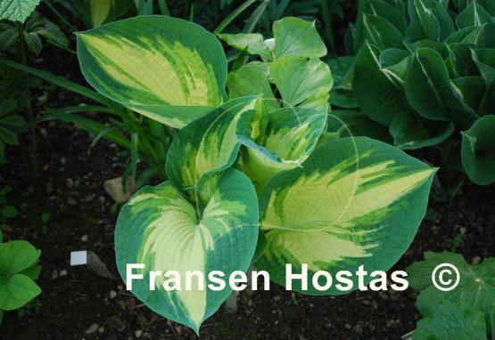 Hosta Eskimo Pie