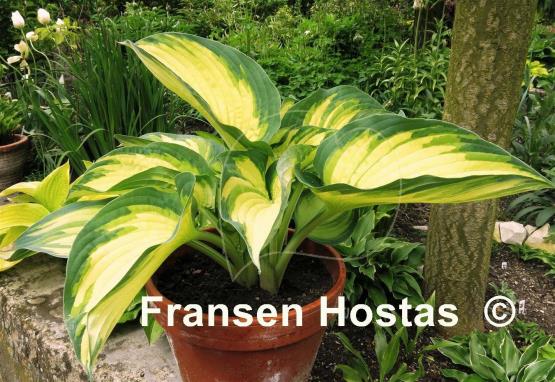 Hosta Eskimo Pie