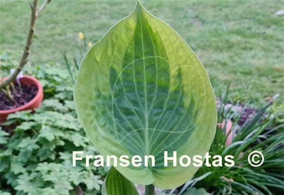 Hosta Essence of Sunset