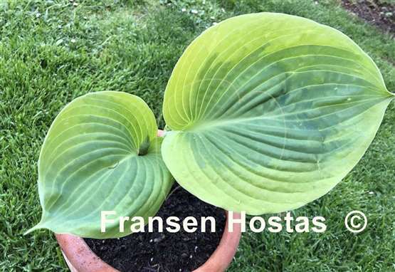 Hosta Essence of Sunset