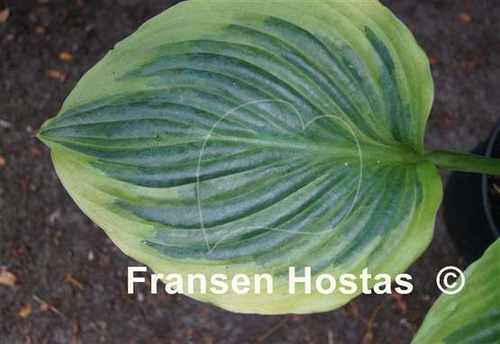 Hosta Essence of Sunset