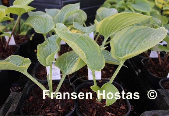 Hosta Essence of Paradise