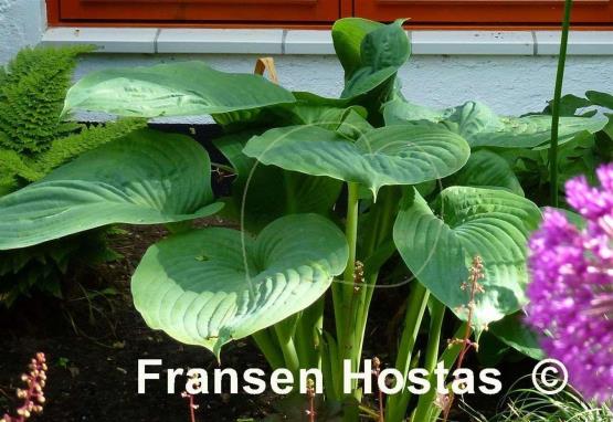 Hosta Essence of Summer
