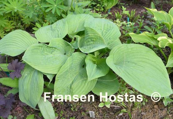 Hosta Essence of Summer