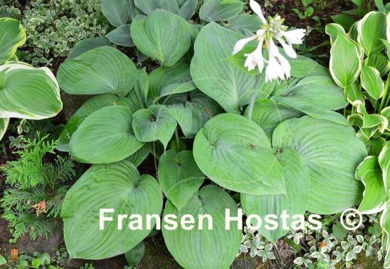 Hosta Essence of Summer