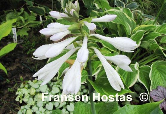 Hosta Essence of Summer