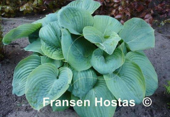 Hosta Essence of Summer