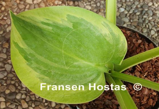 Hosta Essence of Sunset