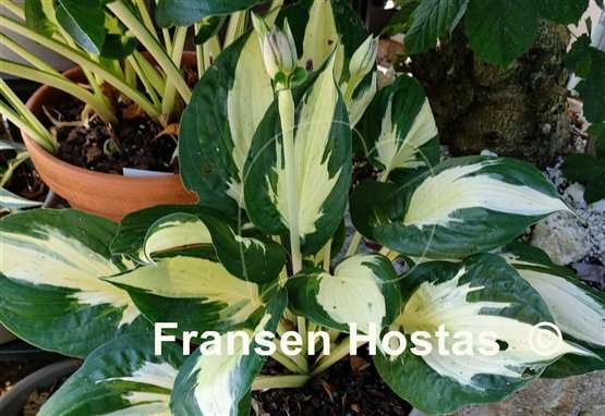 Hosta Eternal Flame