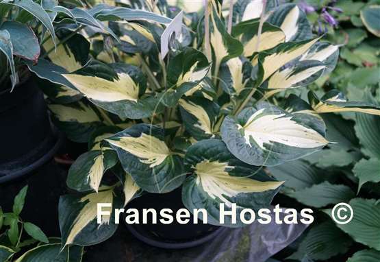 Hosta Eternal Flame