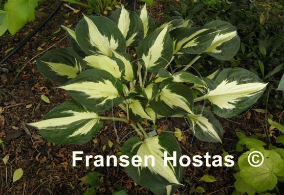 Hosta Eternal Flame
