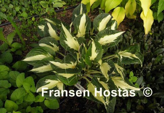 Hosta Eternal Flame