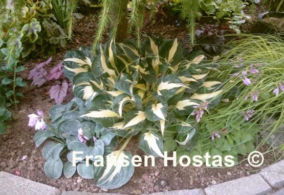 Hosta Eternal Flame