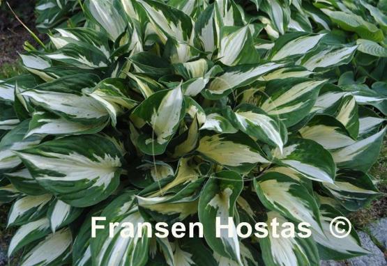 Hosta Eternal Flame