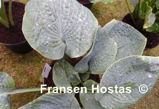 Hosta Evelyn McCafferty