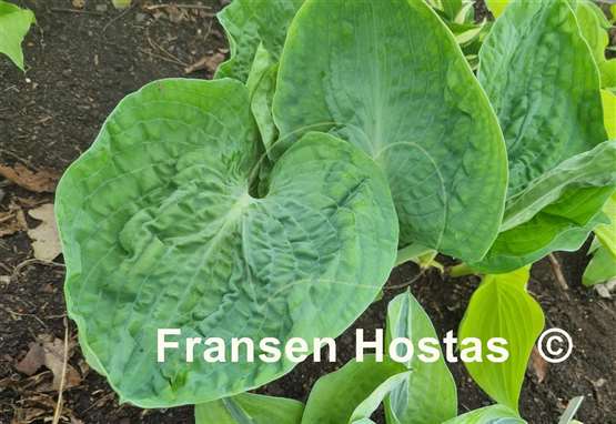 Hosta Evelyn McCafferty