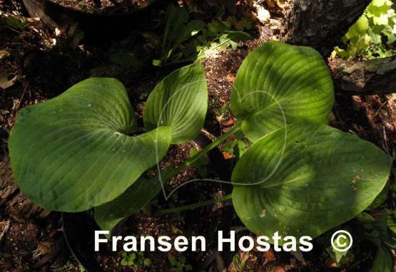 Hosta Evelyn McCafferty