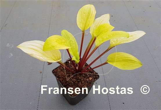 Hosta Evening Inferno