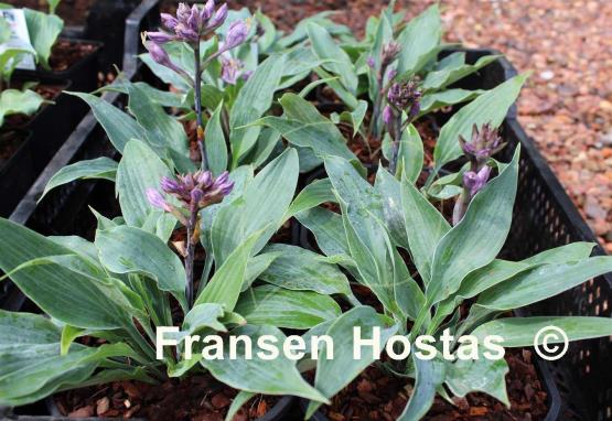 Hosta Evening Blush