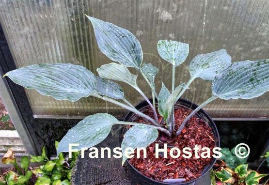 Hosta Evening Blush