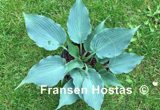 Hosta Evening Blush