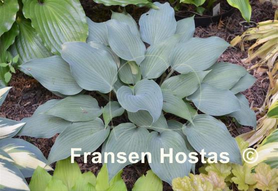 Hosta Evening Blush