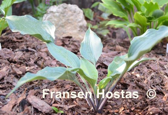Hosta Evening Blush