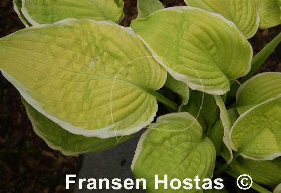 Hosta Evening Magic