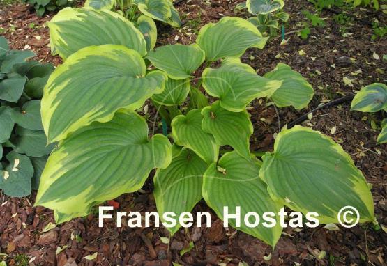 Hosta Eventide