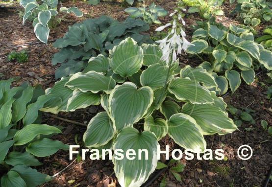 Hosta Eventide