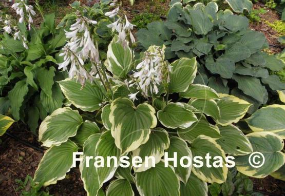 Hosta Eventide