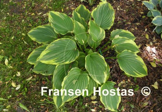 Hosta Eventide