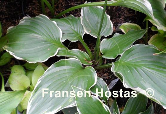 Hosta Eventide