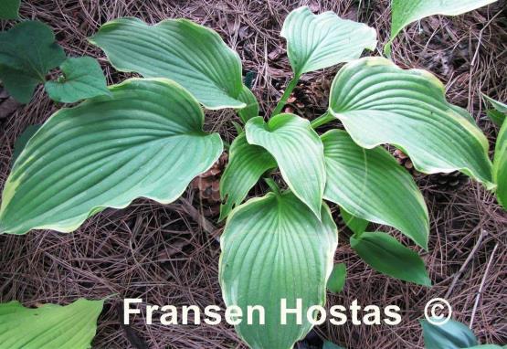 Hosta Eventide