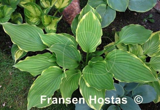 Hosta Eventide