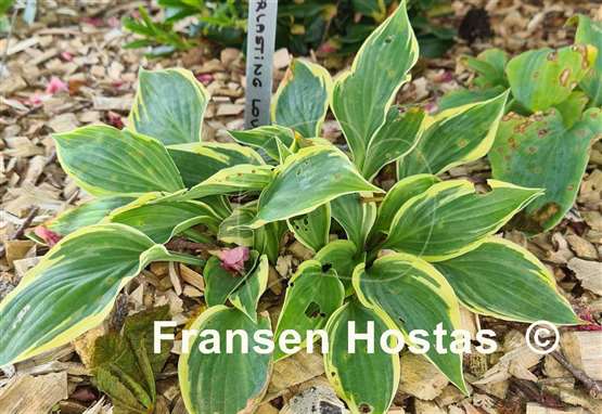 Hosta Everlasting Love