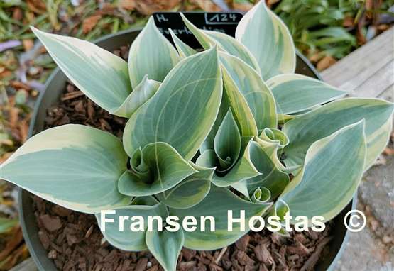 Hosta Everlasting Love