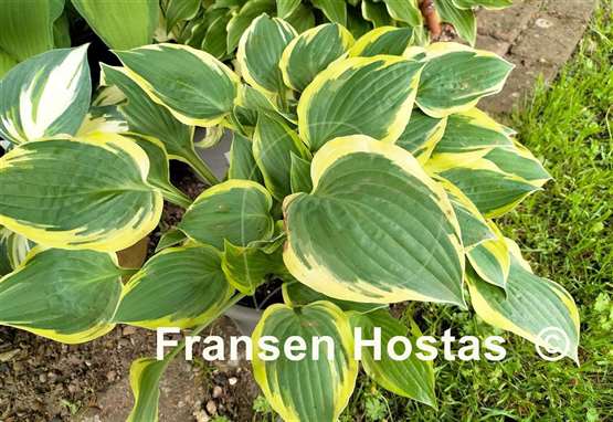 Hosta Everlasting Love