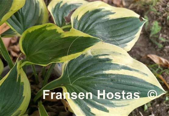 Hosta Everlasting Love