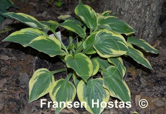 Hosta Everlasting Love