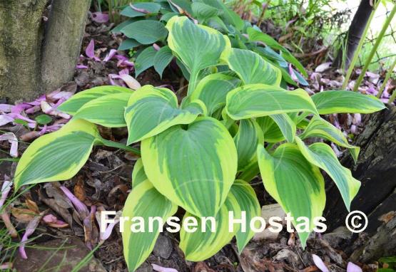 Hosta Everlasting Love